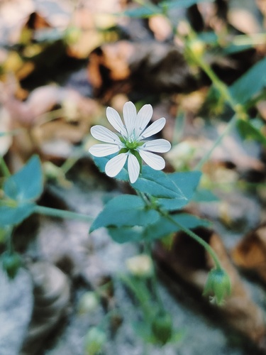 Water Chickweed