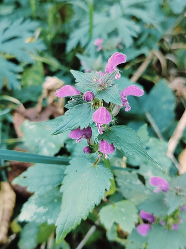 Spotted deadnettle