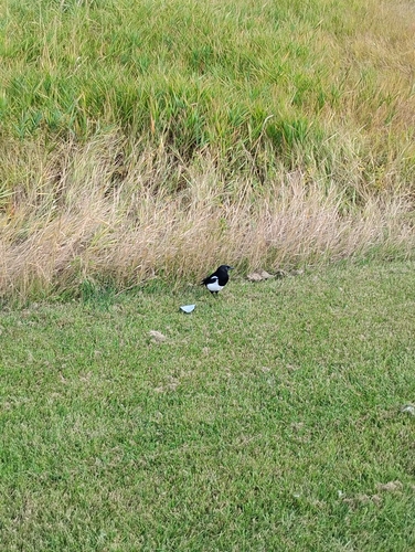 Black-billed Magpie
