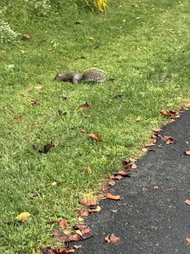 Eastern Gray Squirrel