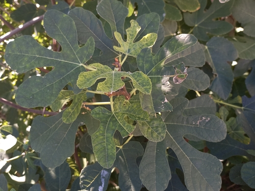common fig