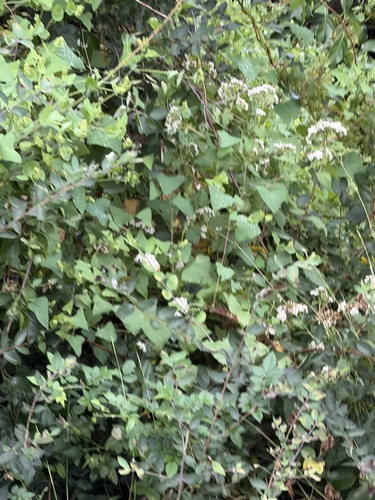 Persicaria perfoliata, photograph 6