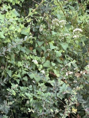Persicaria perfoliata, photograph (c) Sinéad Tuttle-Lerner, some rights reserved (CC BY)
