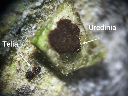 Sunflower Rust