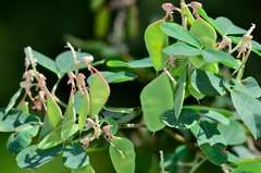 Goodia medicaginea