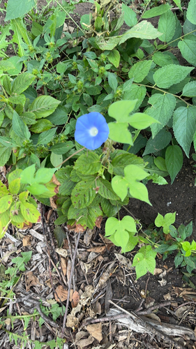 ivy-leaved morning-glory