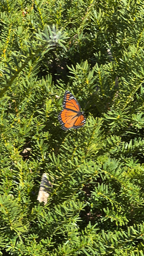 Viceroy