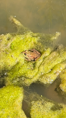 Green Frog