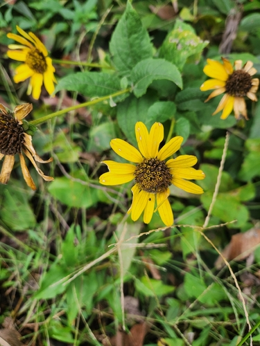 false sunflower