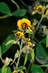 Goodia medicaginea