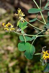 Goodia medicaginea