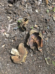 Helvella acetabulum