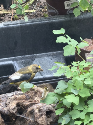 Evening Grosbeak
