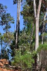 Eucalyptus cladocalyx