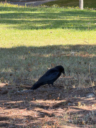 American Crow