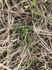 Lotus corniculatus