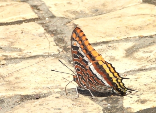Two-tailed Pasha