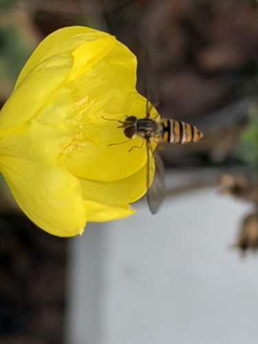 Marmalade Hover Fly