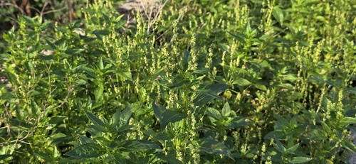 Mercurialis annua, photograph 5