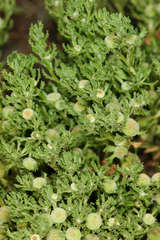 Centipeda pleiocephala