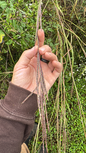 big bluestem