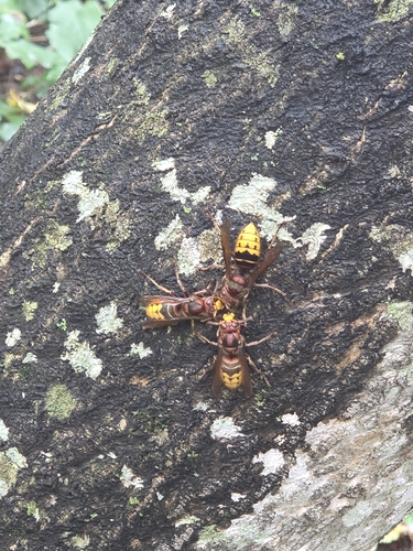 European Hornet