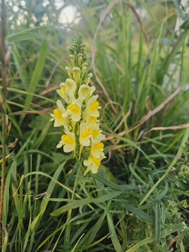 common toadflax