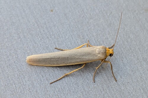 Hoary Footman
