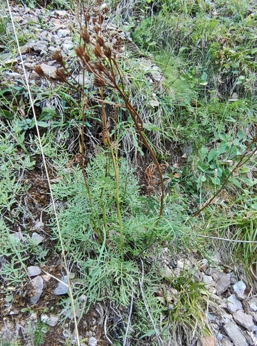 Jacobaea adonidifolia