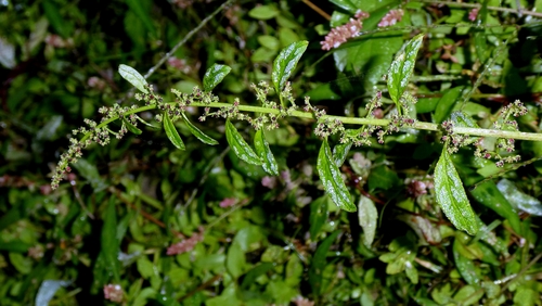 Lipandra polysperma, photograph 2