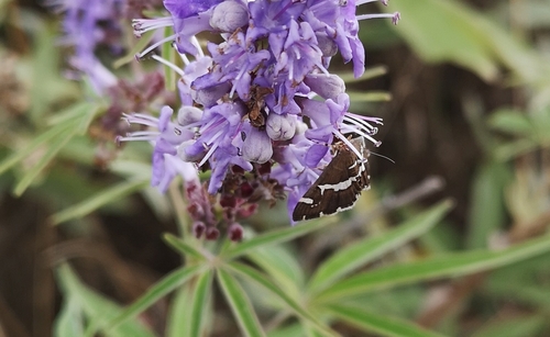 Hawaiian Beet Webworm Moth