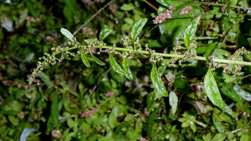 Lipandra polysperma, photograph 3