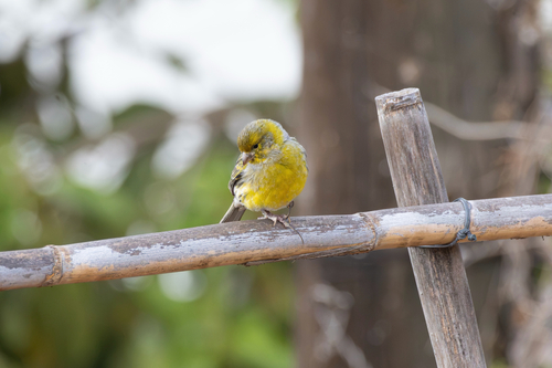 Island Canary