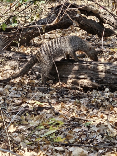 Banded Mongoose