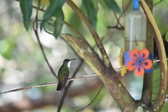 Chrysuronia leucogaster