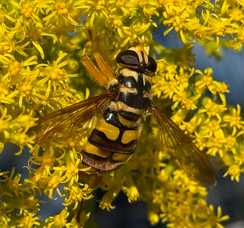 Virginia Giant Hover Fly