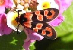 Chalk Burnet