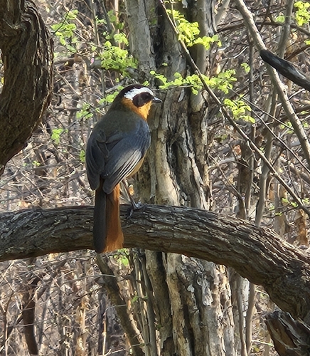 White-browed Robin-Chat