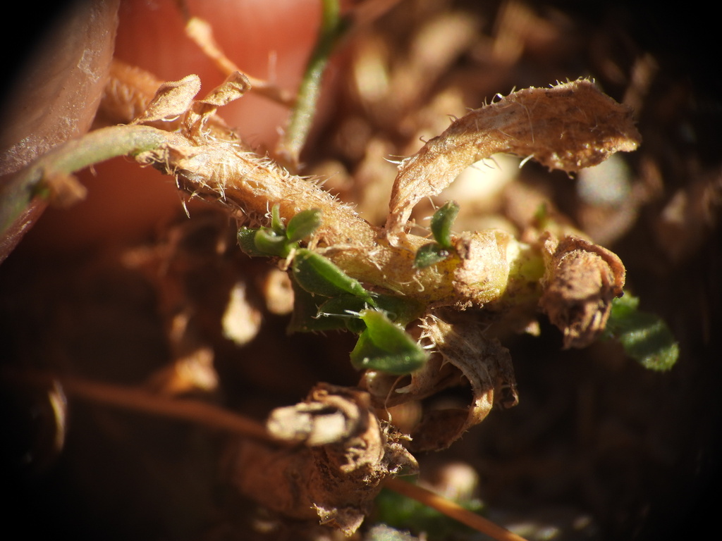 Jasione montana; photograph (c) Yves Bas, some rights reserved (CC BY)