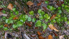 author not stated, no rights reserved Hydrocotyle vulgaris, photograph author not stated, no rights reserved