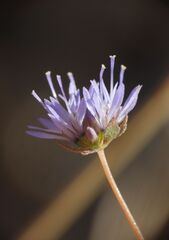 Jasione montana
