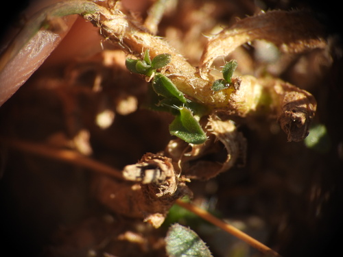 Jasione montana, photograph 2