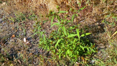 Bidens tripartita, photograph 3