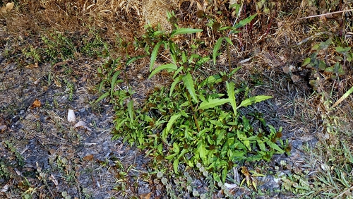 Bidens tripartita, photograph 4