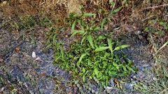 Bidens tripartita, photograph author not stated, no rights reserved