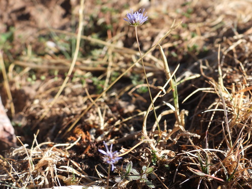 Jasione montana, photograph 3