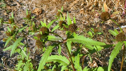 Bidens tripartita, photograph 5