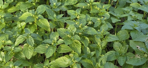 Mercurialis annua, photograph 4