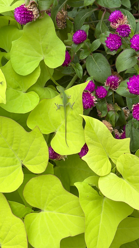 Green Anole