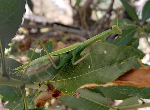 European Mantis